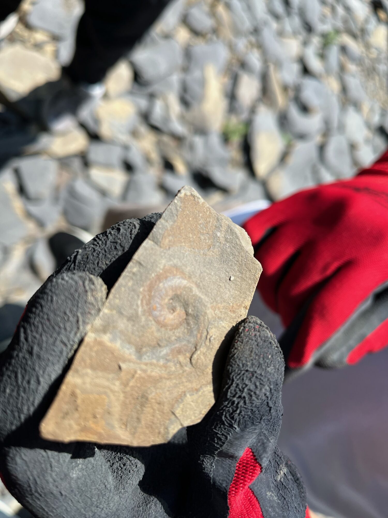 Fossil excavation in Minamisanriku