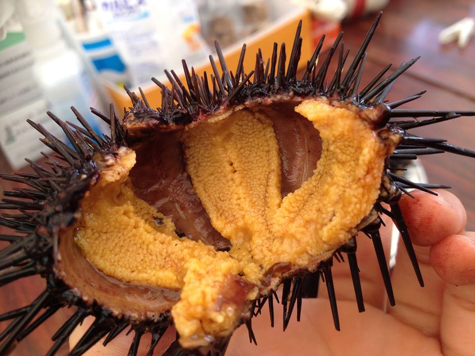 SeaFresh sea urchin (Uni) from Minamisanriku