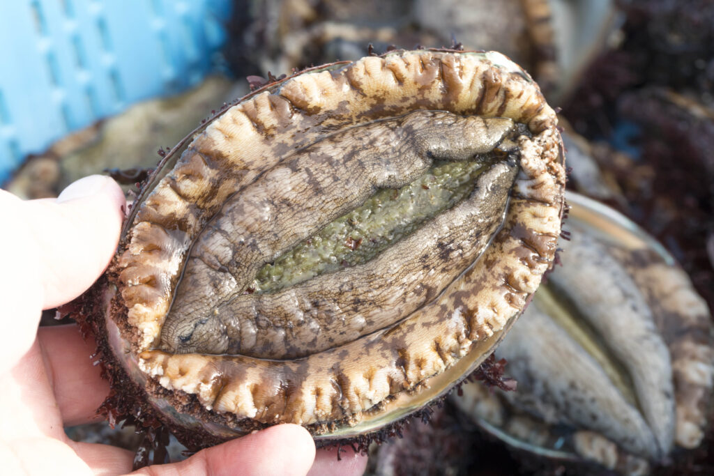 Fresh abalone from Minamisanriku