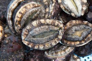 Fresh abalone from Minamisanriku