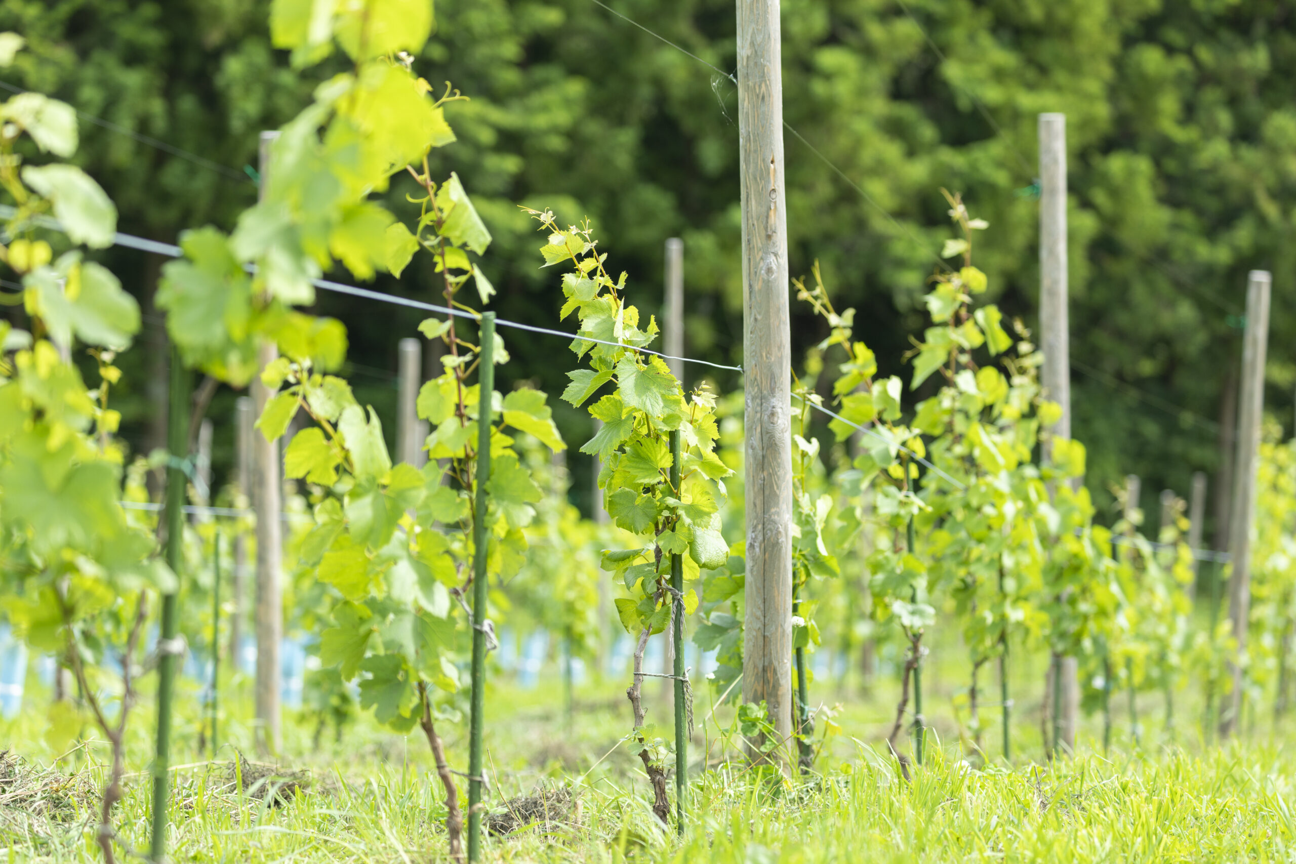 Healthy grapevines growing beautifully while bathed in the fresh sea breeze of Minamisanriku