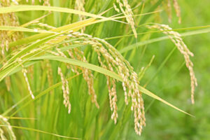 Locally grown rice from Minamisanriku