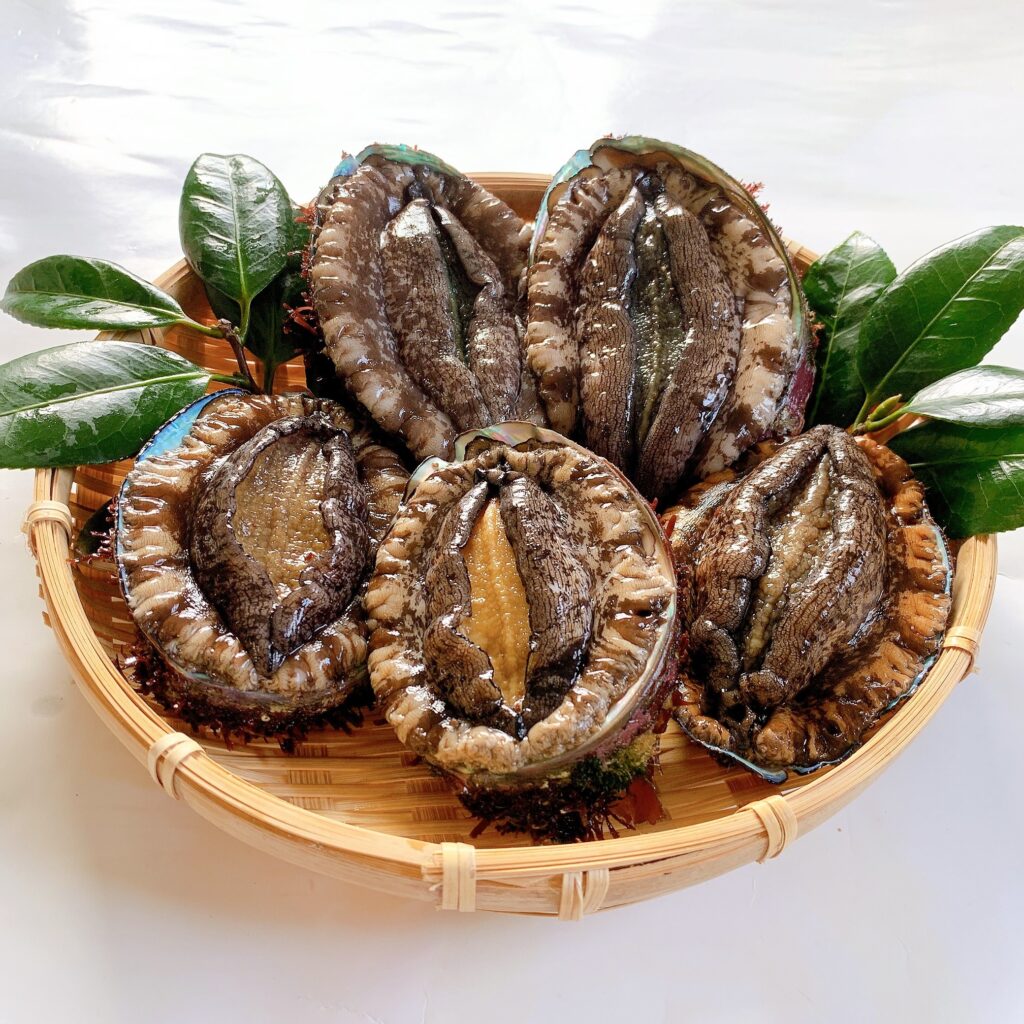 Fresh abalone from Minamisanriku