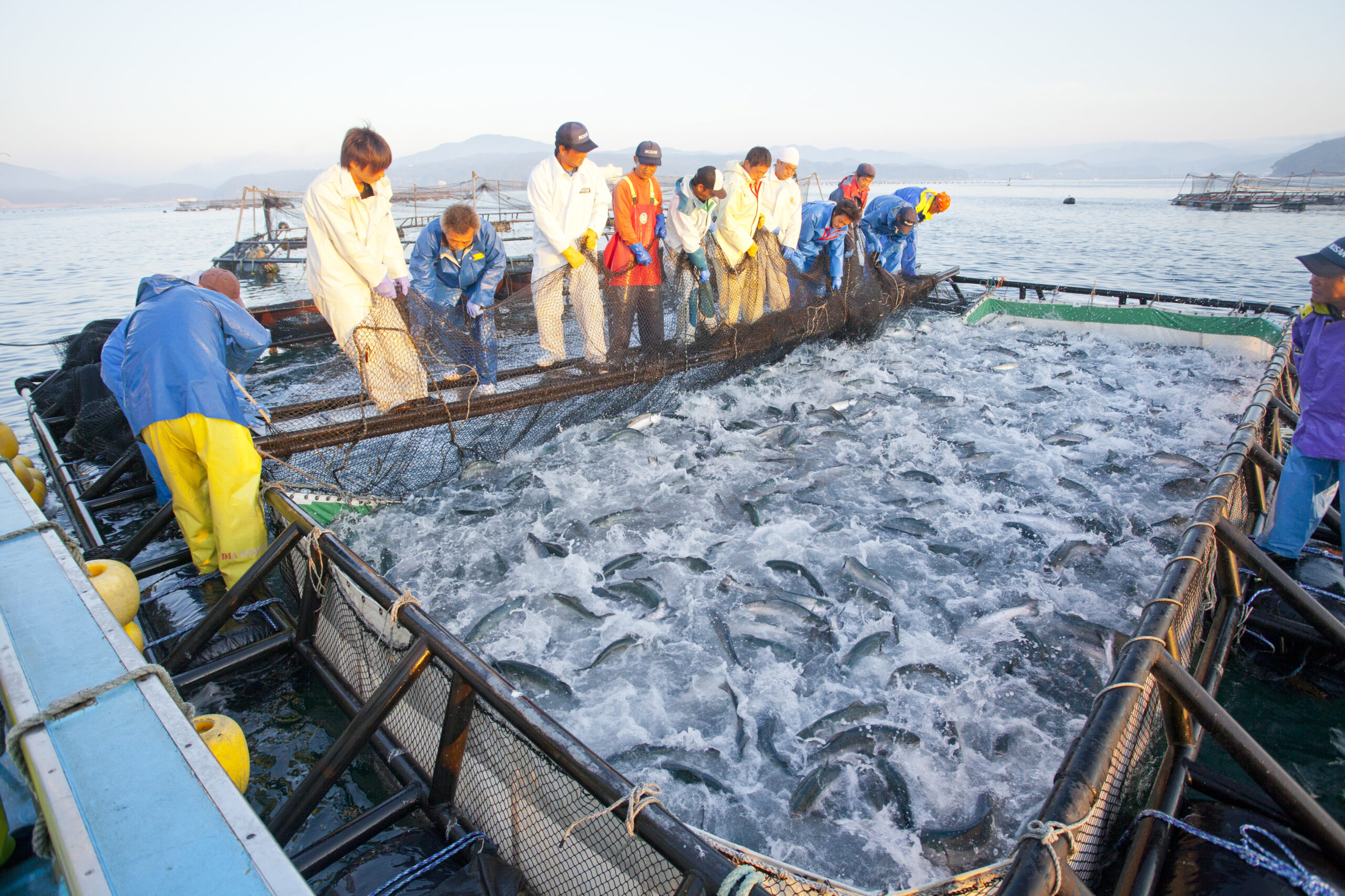 Silver salmon Fisher from Minamisanriku