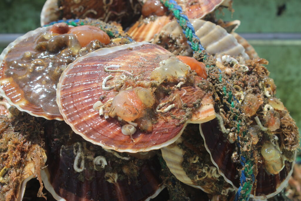 Large, freshly harvested scallops carefully cultivated in the rich waters of Shizugawa Bay