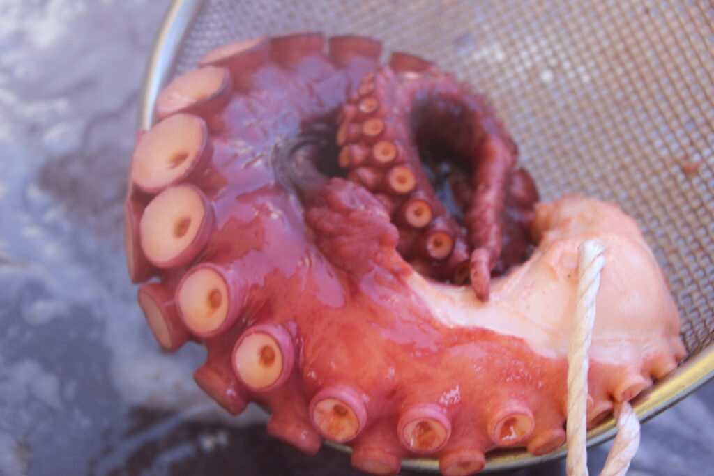 Local octopus from Minamisanriku