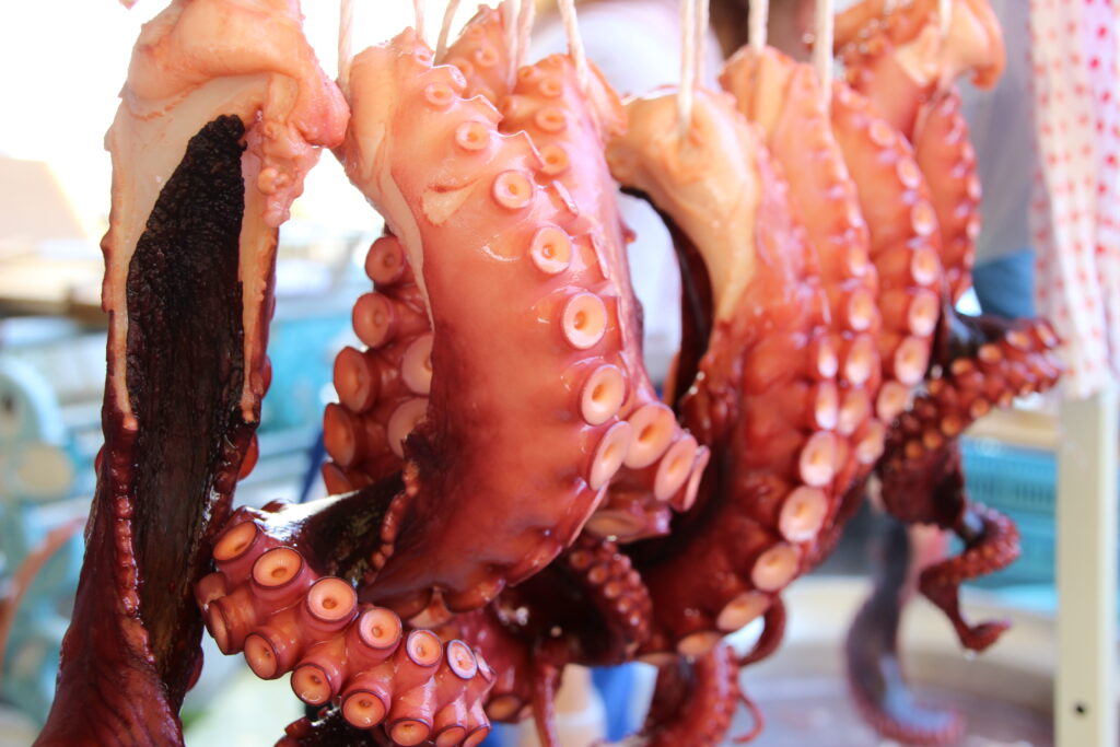 Local octopus from Minamisanriku