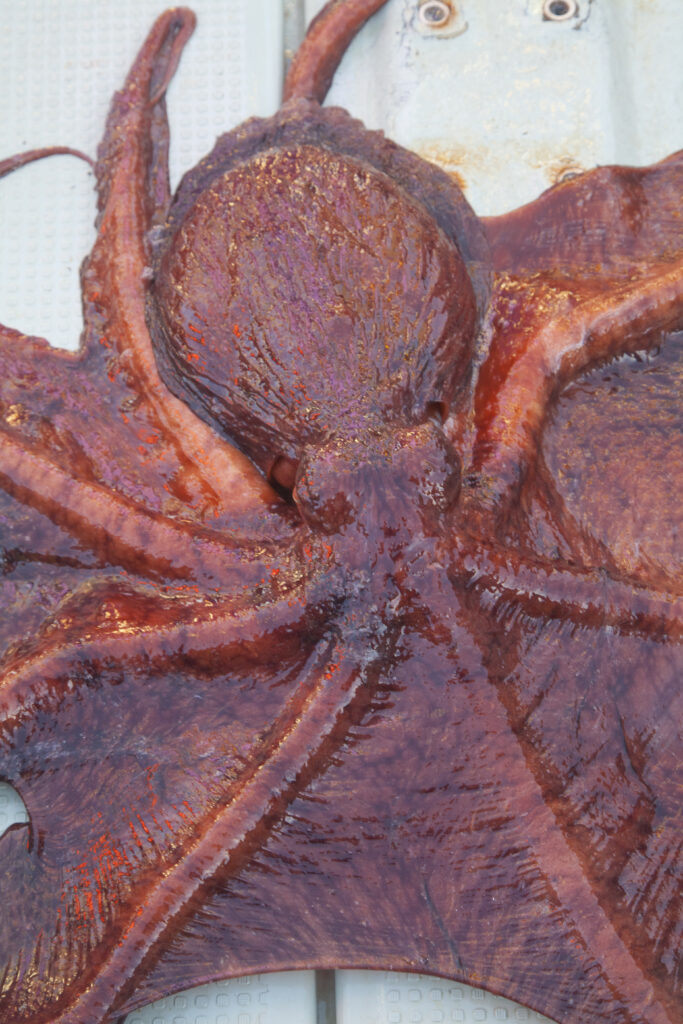 Local octopus from Minamisanriku