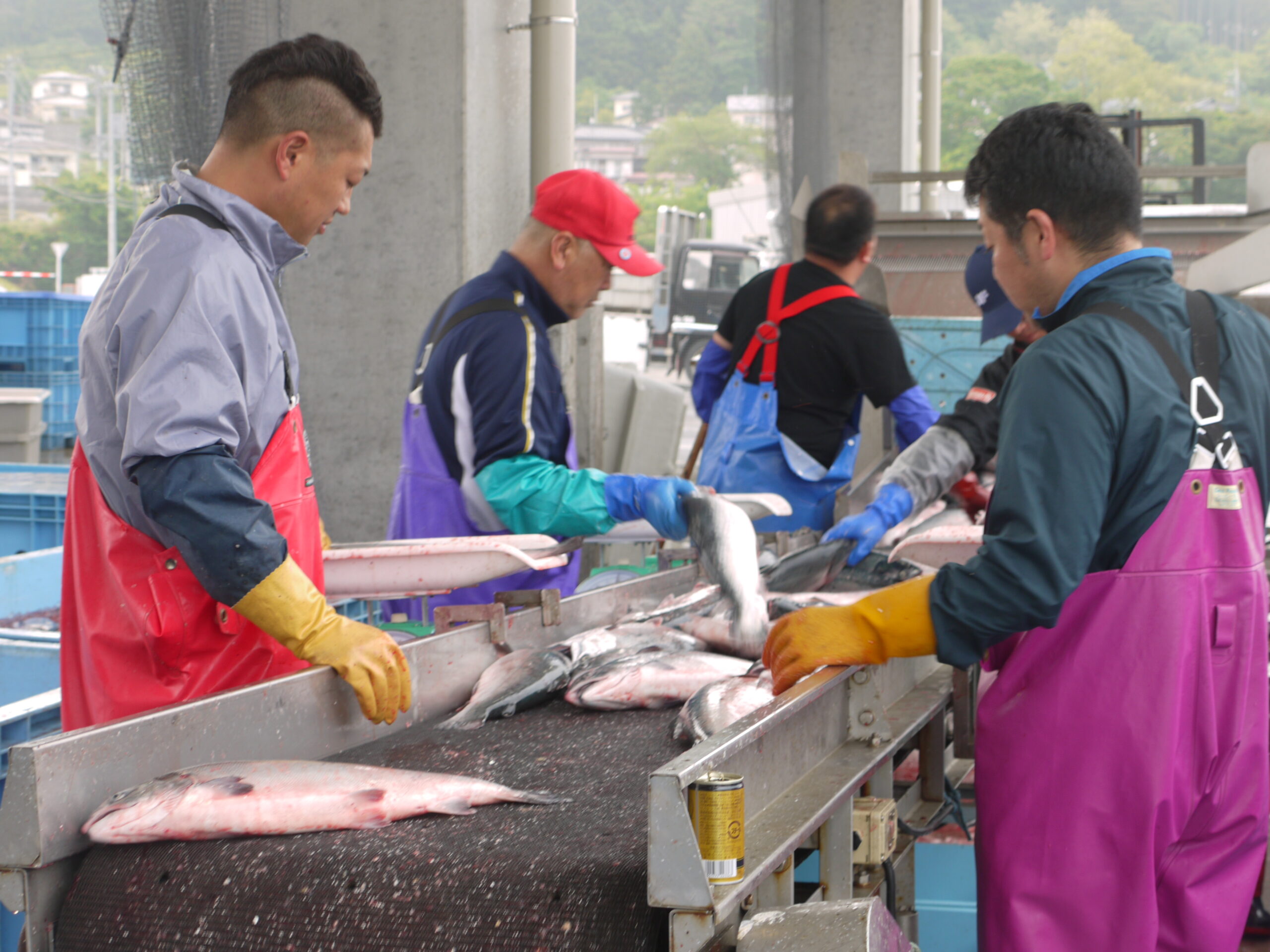 Silver salmon Fisher from Minamisanriku