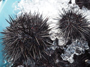 Fresh sea urchin (Uni) from Minamisanriku