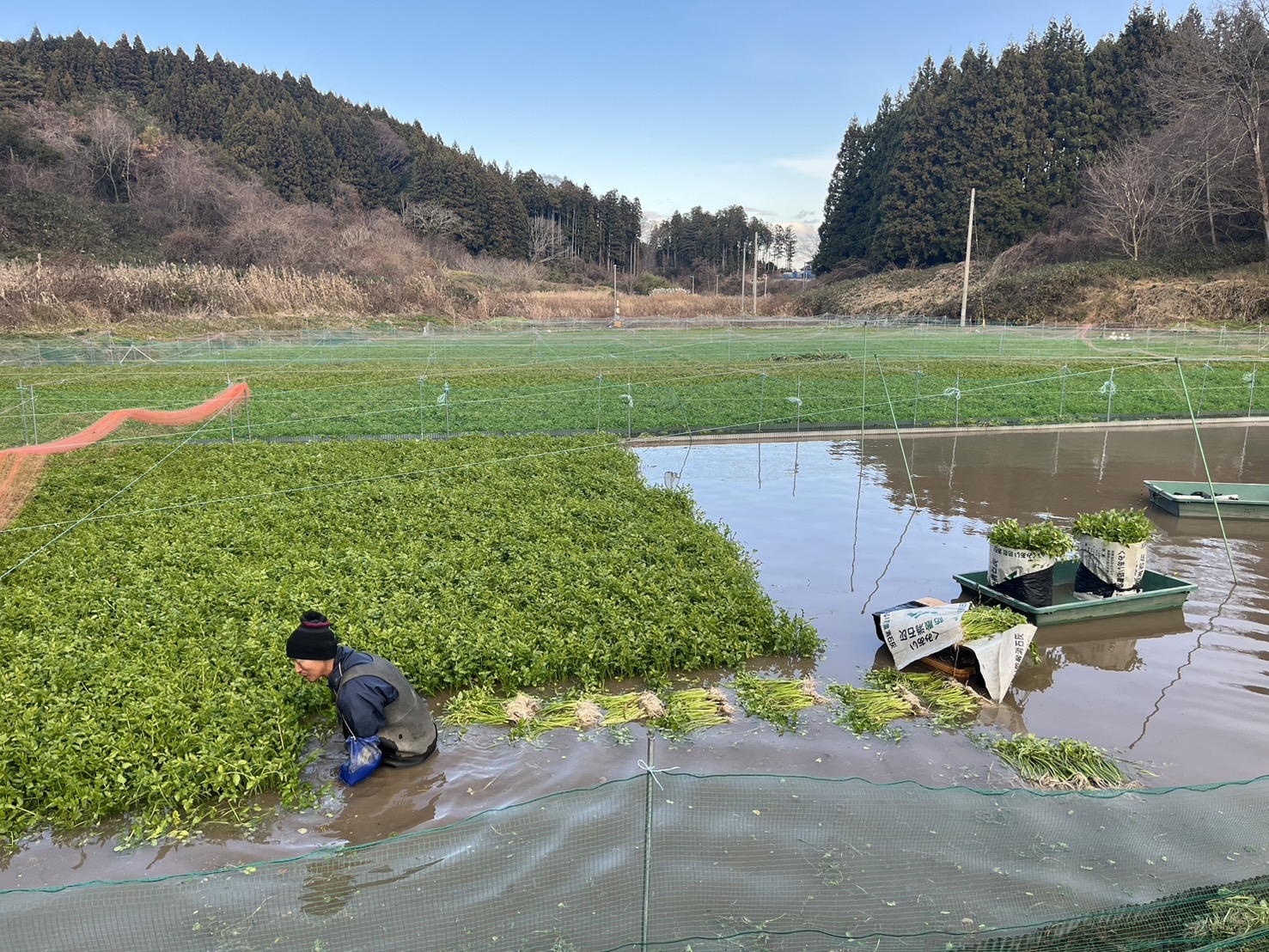 Fresh Seri (Japanese parsley) from Minamisanriku