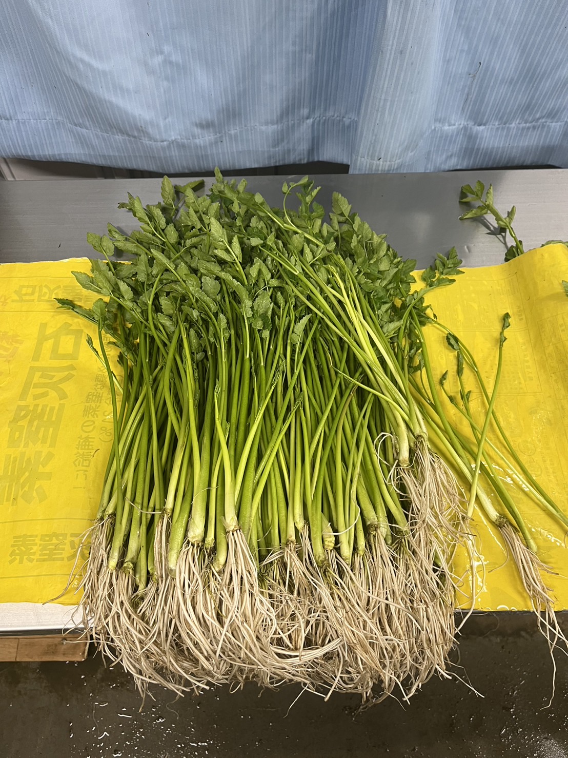 Fresh Seri (Japanese parsley) from Minamisanriku