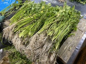 Fresh Seri (Japanese parsley) from Minamisanriku
