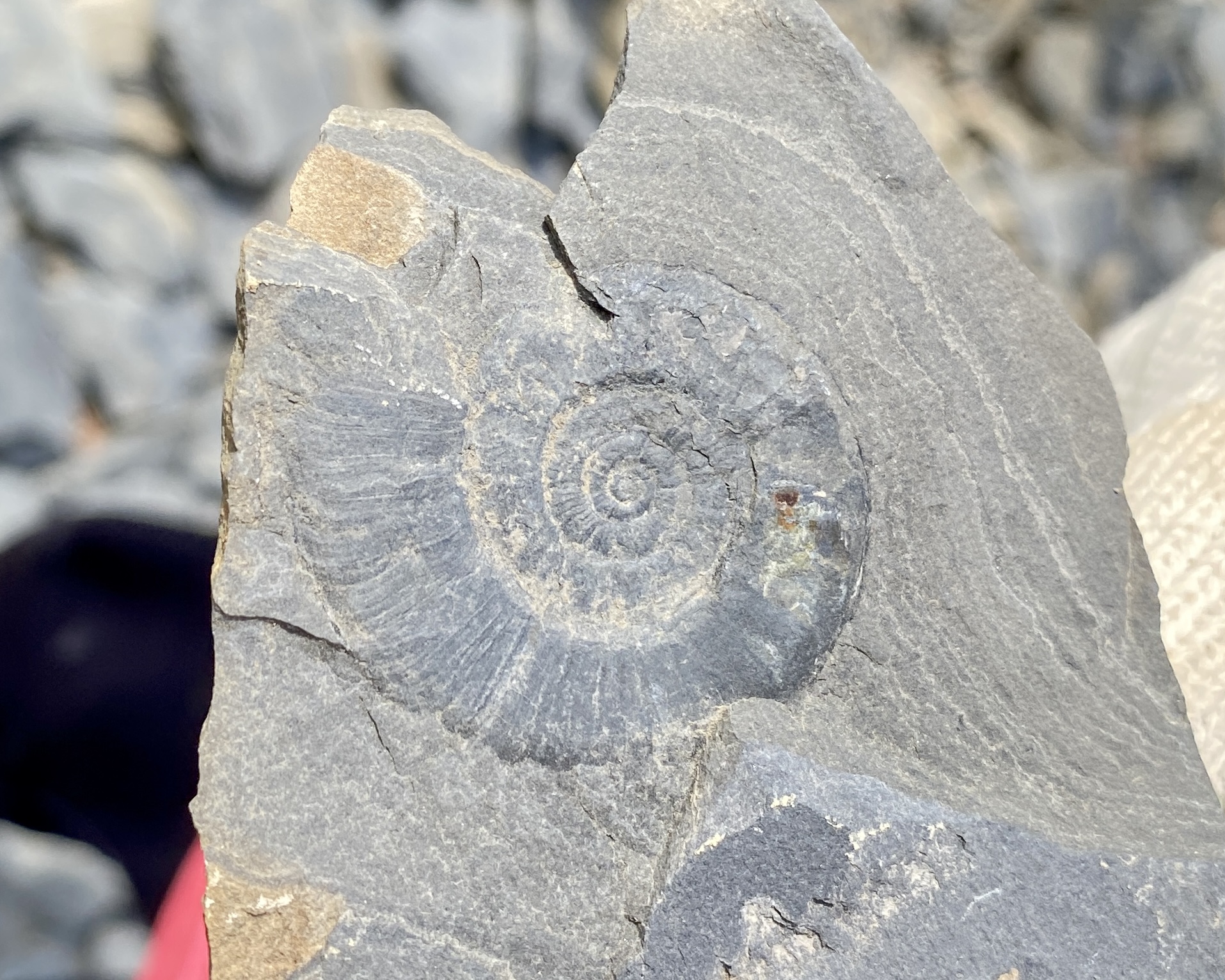 Close-up of a large ancient ammonite fossil discovered in the historic strata of Minamisanriku