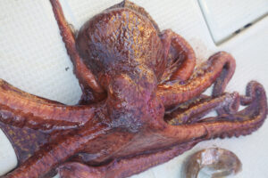 Local octopus from Minamisanriku