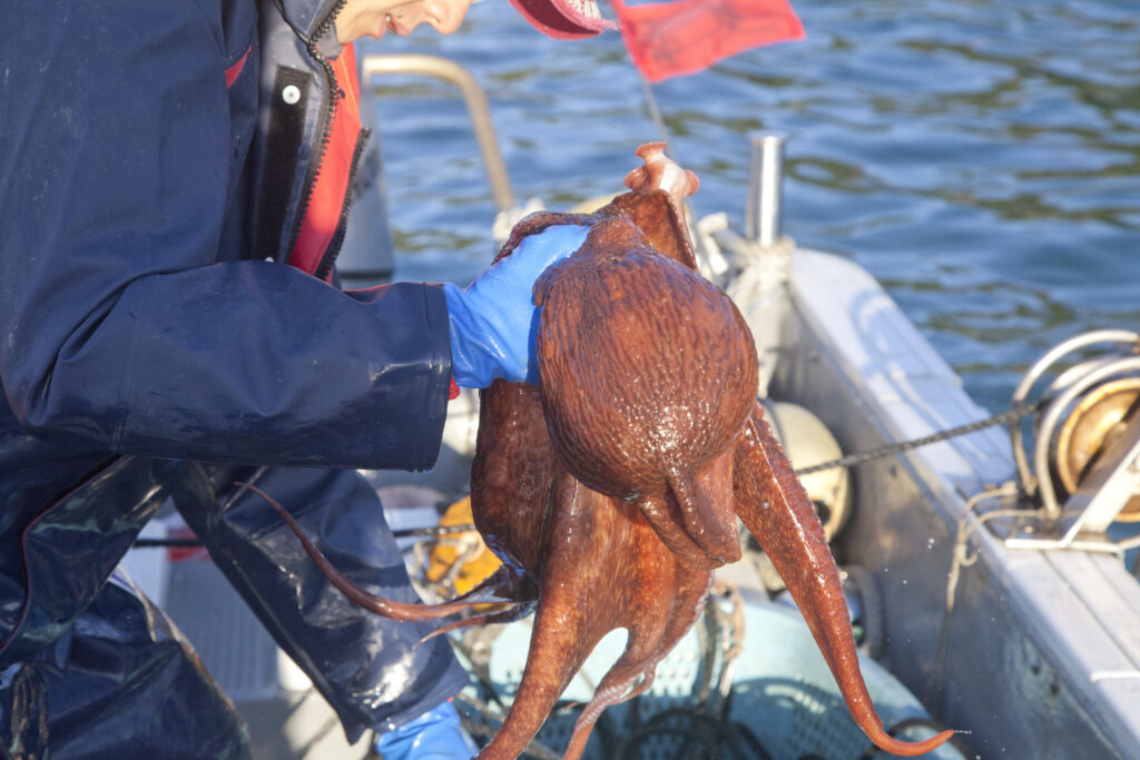 Local octopus from Minamisanriku
