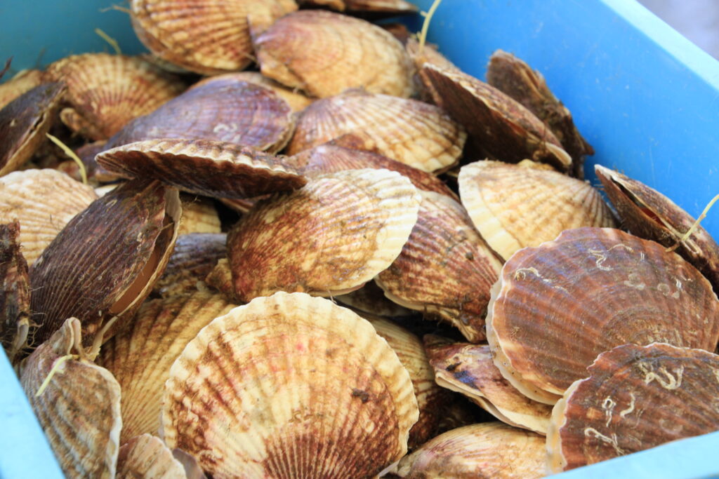 Fresh scallops from Minamisanriku