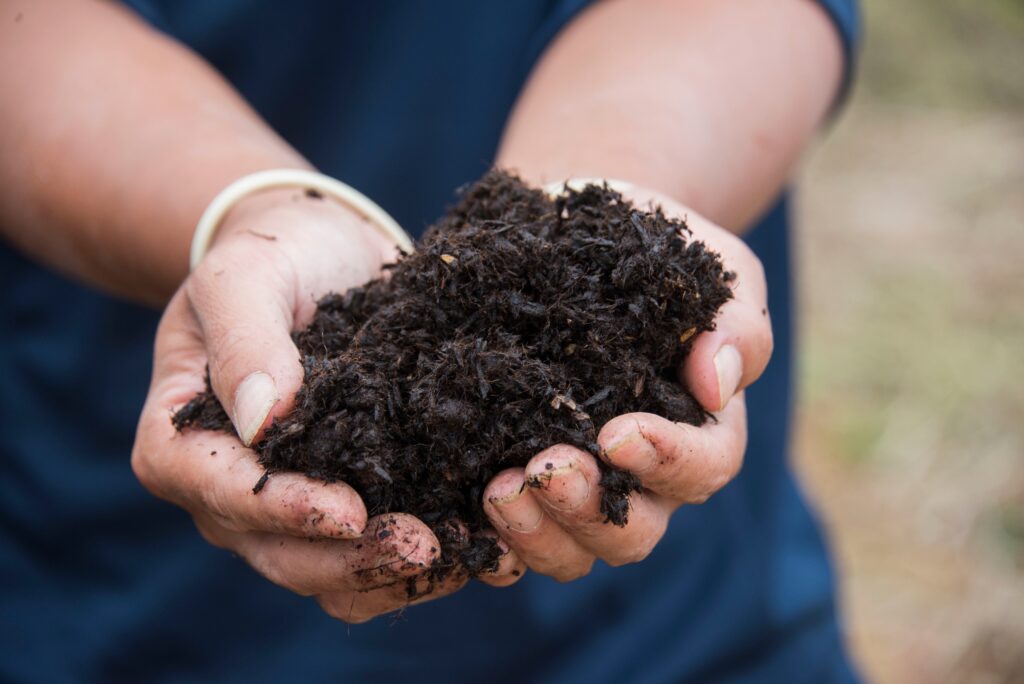 The essential soil for growing kale