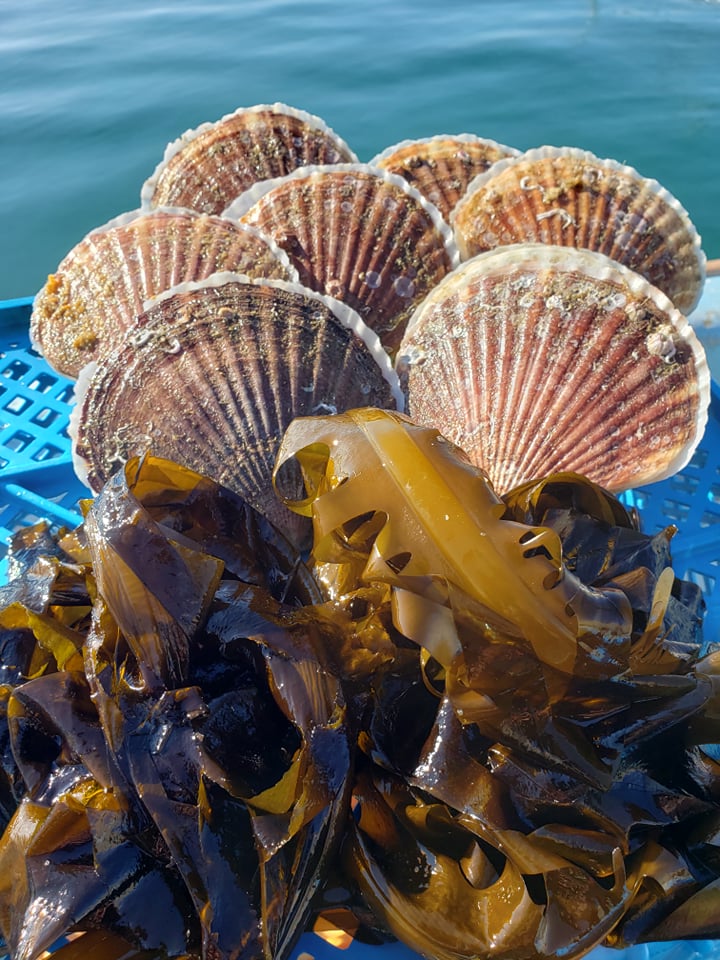 Fresh scallops from Minamisanriku