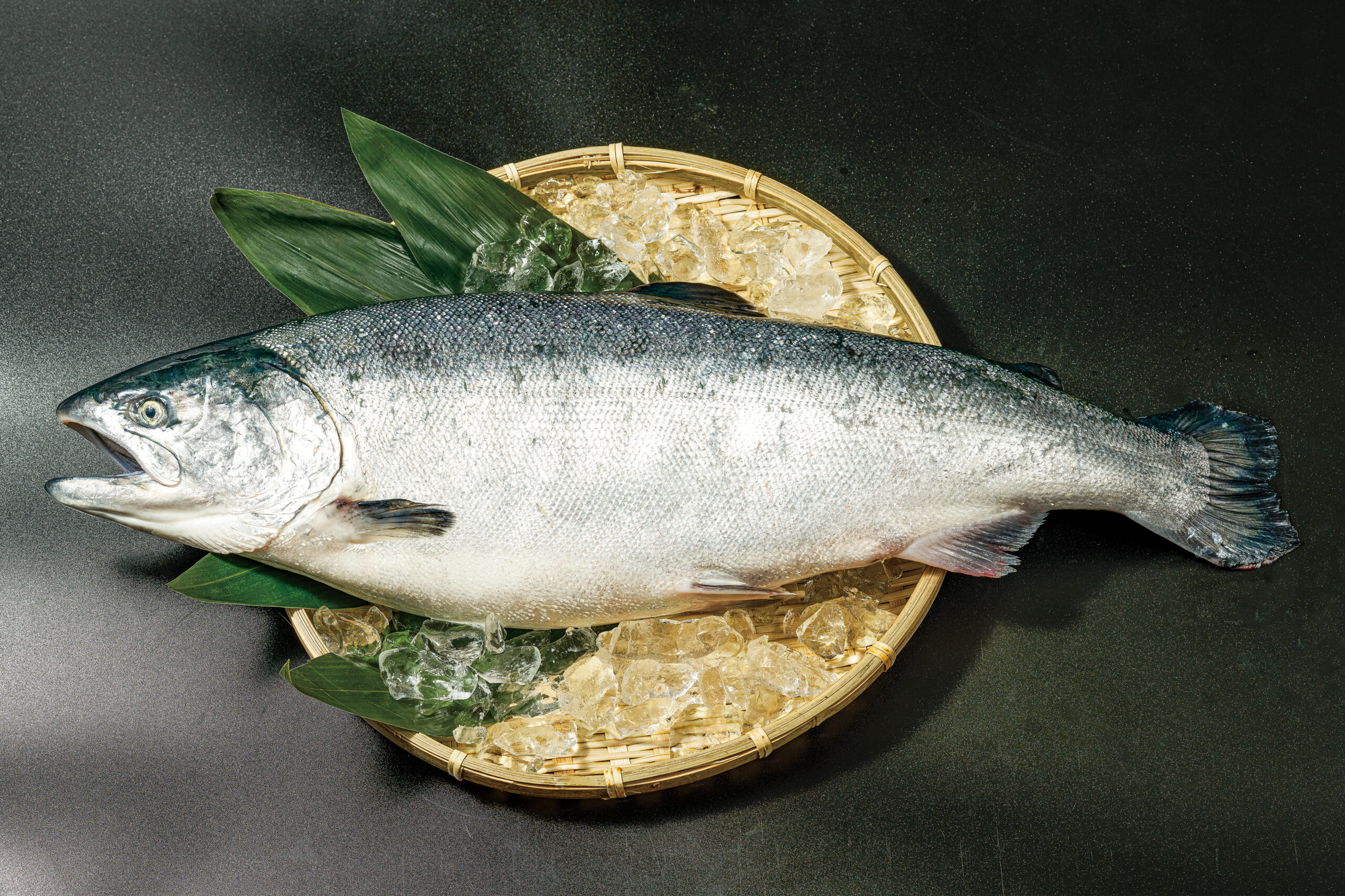 Silver salmon from Minamisanriku