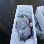 おすばで福興市-マグロが一匹そのまま！