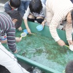 しろうお祭り01