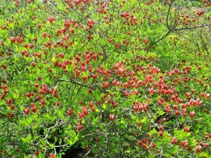 522114_596159113735524_17544415_n