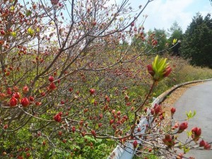 942105_595734780444624_1074575815_n