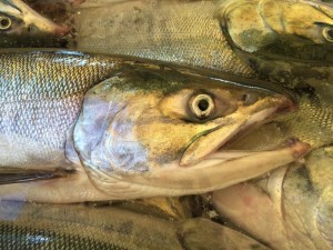 1414892_645148298862623_992218723_n