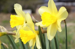 入谷　スイセン