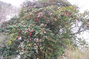 椿　ひころの里