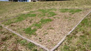 20140414撮影(斜め)