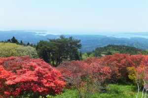 田束山ツツジ