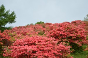 ５月１７日時点