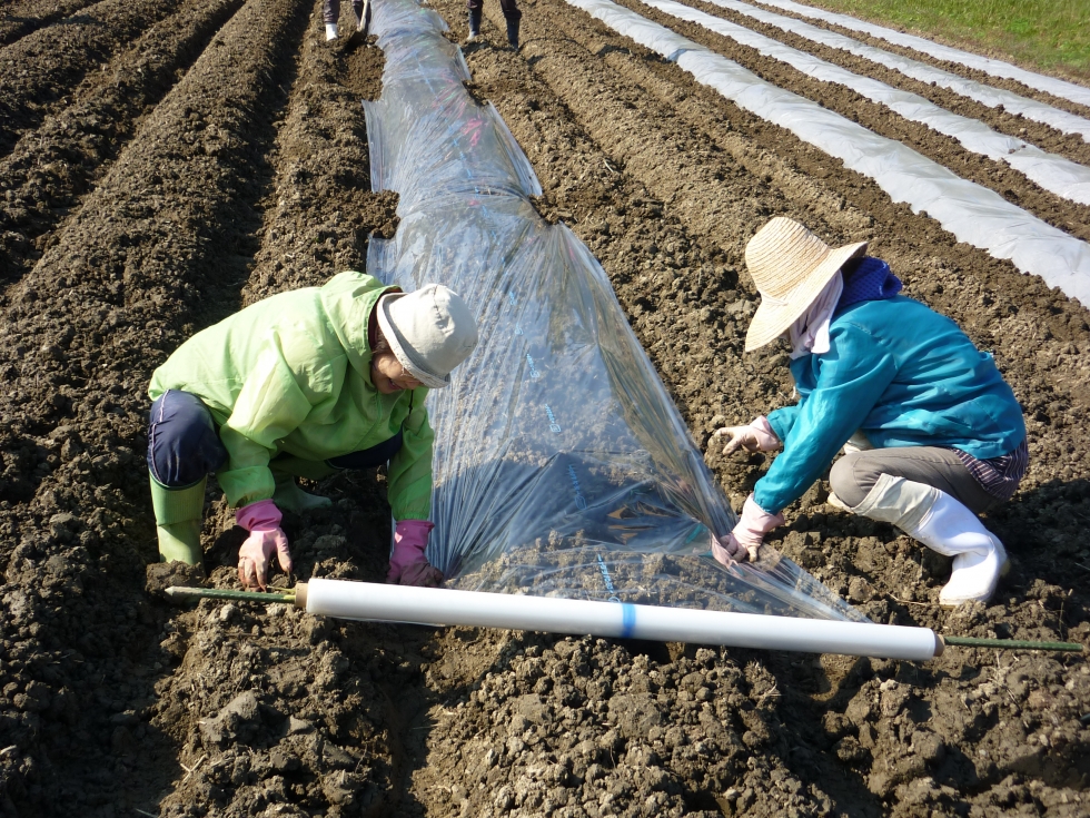 11月6日(木)「そら豆」の種まき体験 開催のお知らせ