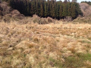 耕作されていない元田んぼ