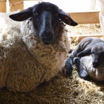 先日産まれた子羊