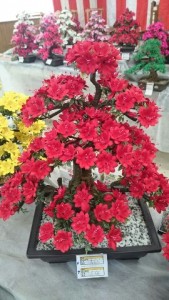 ①つつじの盆栽