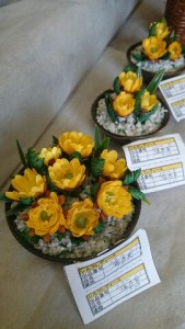 ②福寿草の鉢植え