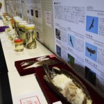 標本やポスター