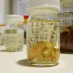 標本やポスター