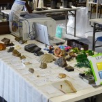 標本やポスター