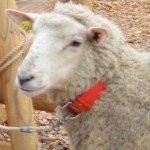 a136f339af8c799ea9f58e6818f14f6e