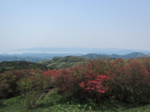 田束山　つつじ開花状況　5/2現在