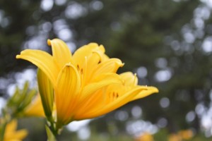 ニッコウキスゲ