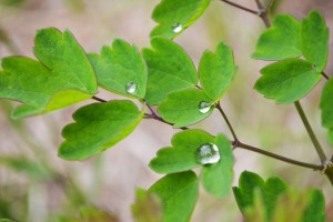 場内には様々な木々が