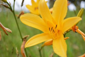 ニッコウキスゲ