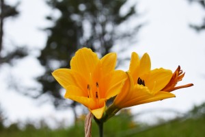 ニッコウキスゲ