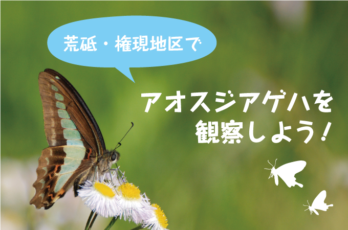 荒砥・権現地区でアオスジアゲハを観察しよう!