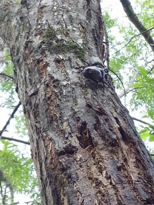 カブトムシがいました～